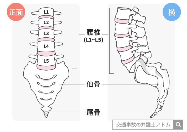 腰椎・仙骨・尾骨とは