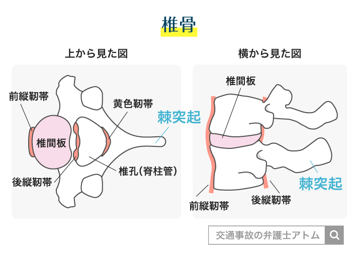 椎骨