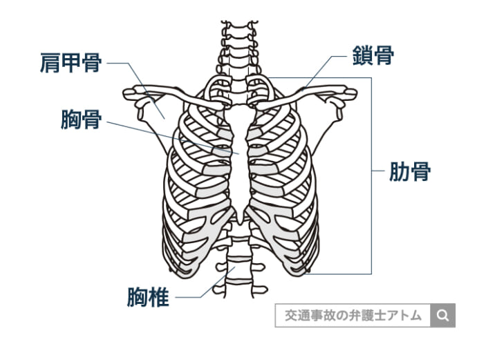 肋骨・胸骨・胸椎・鎖骨・肩甲骨