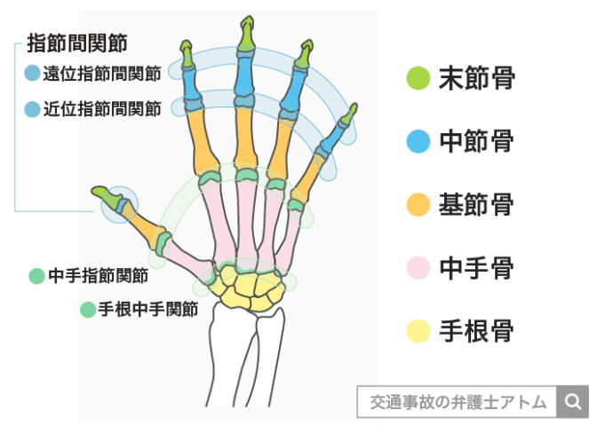 手指の骨と関節