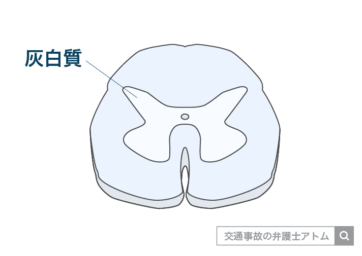 脊髄の輪切り(断面図)