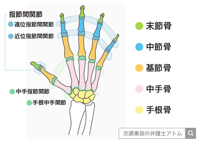手の関節と骨